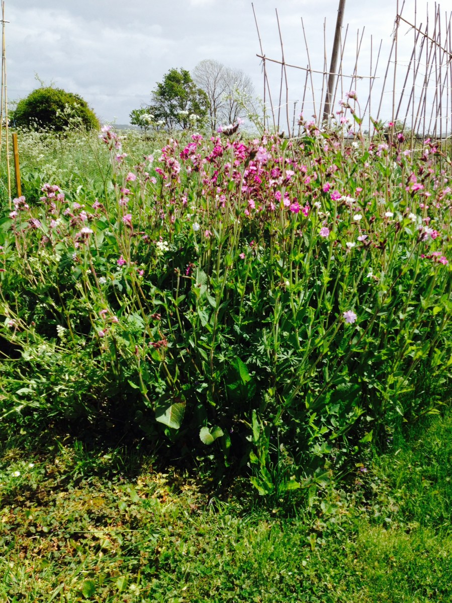 Cutting Garden flowers